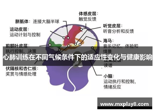 心肺训练在不同气候条件下的适应性变化与健康影响